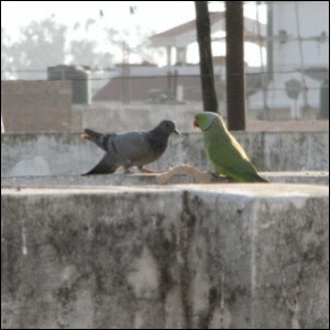 Different bird species having lunch together in India