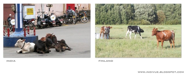 Lehmät, Suomi ja Intia - Cows, Finland and India 