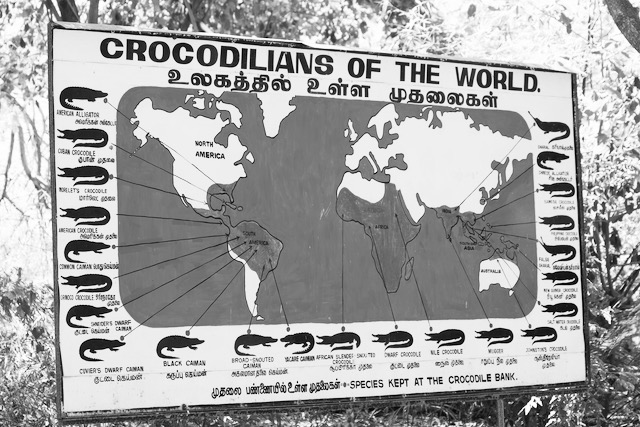 Crocodilians of the world by Madras Crocodile Park East India