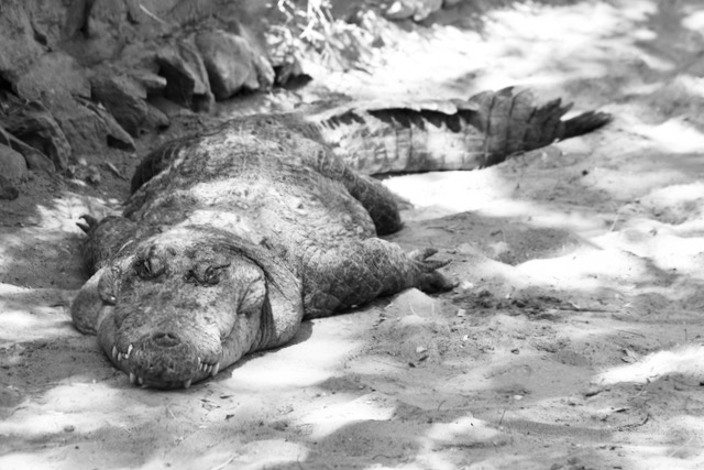 Indian crocodile resting