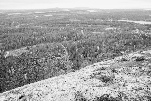 View from Ruka fell: Finnish forest