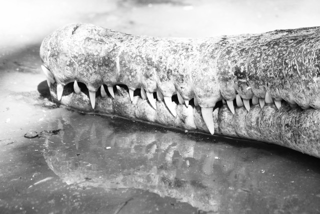Teeth of a crocodile bw